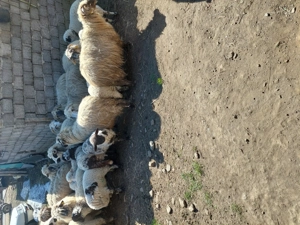 Vând 15 oi cu 15 miei. - imagine 5