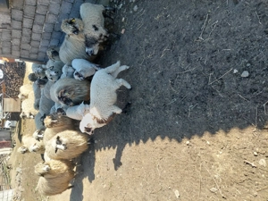 Vând 15 oi cu 15 miei. - imagine 2