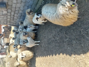 Vând 15 oi cu 15 miei. - imagine 3