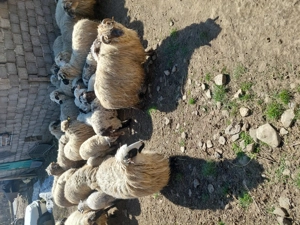 Vând 15 oi cu 15 miei. - imagine 4