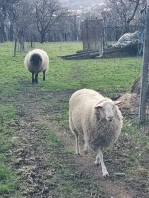 Friză  germana  berbec  - imagine 3