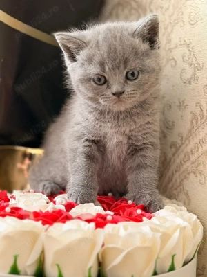 Pisica British Shorthair - imagine 3