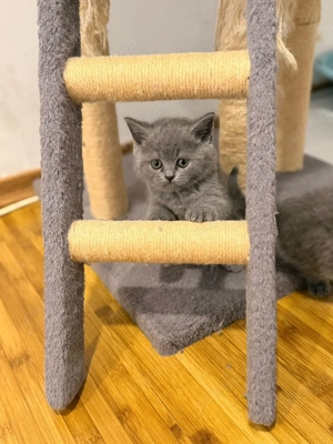 Pisica British Shorthair - imagine 5