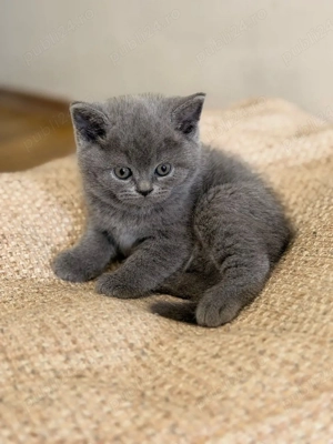 Pisica British Shorthair - imagine 2