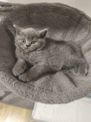 Pisica British Shorthair - imagine 4