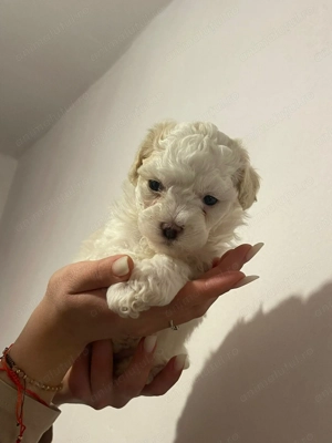 Bichon matlez   adorabili 2 fetițe si 2 băieții  - imagine 2