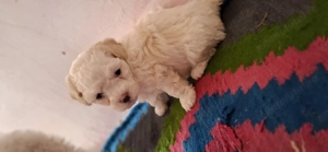 Bichon matlez   adorabili 2 fetițe si 2 băieții  - imagine 3