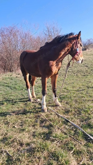 un mânz de vânzare 2 ani curat la piceore mai multe detali în privat la nr de telefon     - imagine 5