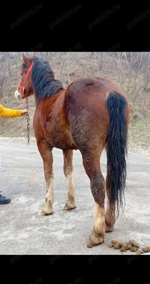 un mânz de vânzare 2 ani curat la piceore mai multe detali în privat la nr de telefon     - imagine 2