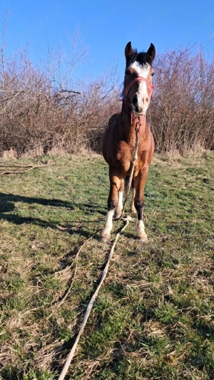 un mânz de vânzare 2 ani curat la piceore mai multe detali în privat la nr de telefon     - imagine 4