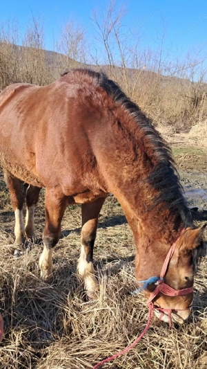 un mânz de vânzare 2 ani curat la piceore mai multe detali în privat la nr de telefon     - imagine 3