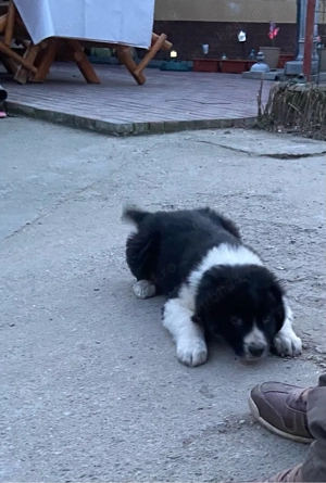 Pui Ciobănesc Românesc Carpatin   vaccinați și deparazitați - imagine 5