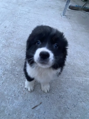 Pui Ciobănesc Românesc Carpatin   vaccinați și deparazitați - imagine 2