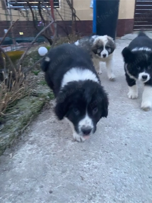 Pui Ciobănesc Românesc Carpatin   vaccinați și deparazitați - imagine 3