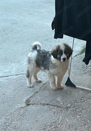 Pui Ciobănesc Românesc Carpatin   vaccinați și deparazitați - imagine 4