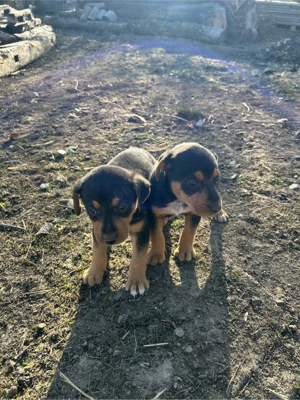 Cațelușe  jagdterrier - imagine 5