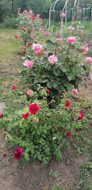 Vând teren intravilan 889 m  - imagine 7