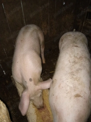 De vînzare porcii  - imagine 3