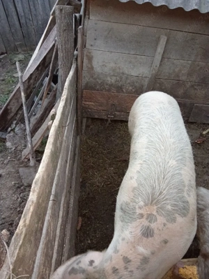 De vînzare porcii  - imagine 2