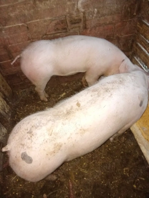 De vînzare porcii  - imagine 5