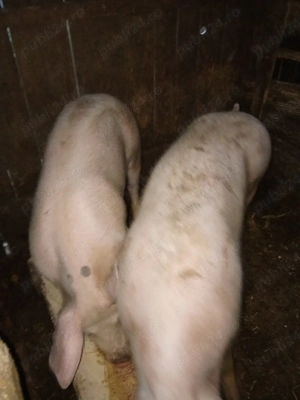 De vînzare porcii  - imagine 4