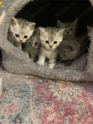 Ne cautam casuta Noua si o familie iubitoare. Puiuti Britishis Exemplar deosebiti. rasa pura. - imagine 5