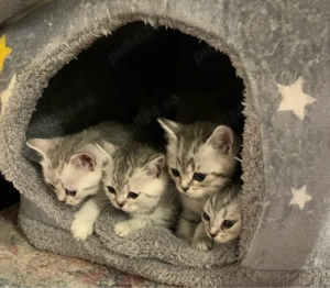 Ne cautam casuta Noua si o familie iubitoare. Puiuti Britishis Exemplar deosebiti. rasa pura. - imagine 3