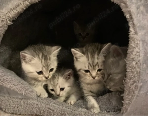 Ne cautam casuta Noua si o familie iubitoare. Puiuti Britishis Exemplar deosebiti. rasa pura.