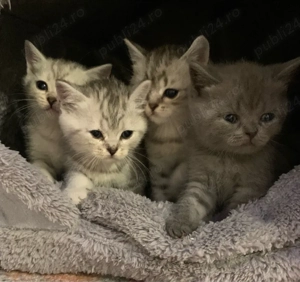 Ne cautam casuta Noua si o familie iubitoare. Puiuti Britishis Exemplar deosebiti. rasa pura. - imagine 2