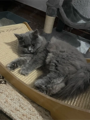 Motănel british longhair pentru pisicuțe