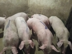 Purcei, 30 kg - imagine 3