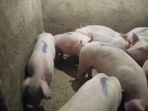 Purcei, 30 kg - imagine 2