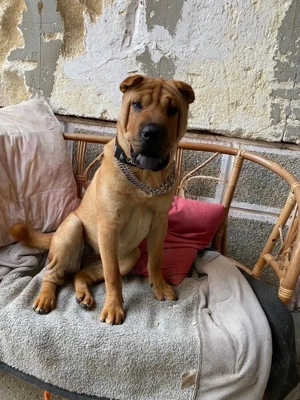 Sharpei femela, 1.8 luni! - imagine 4