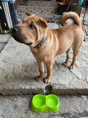 Sharpei femela, 1.8 luni! - imagine 2