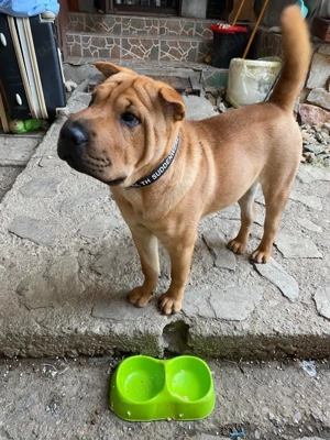 Sharpei femela, 1.8 luni! - imagine 3