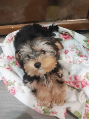 Yorkie baietel - imagine 2