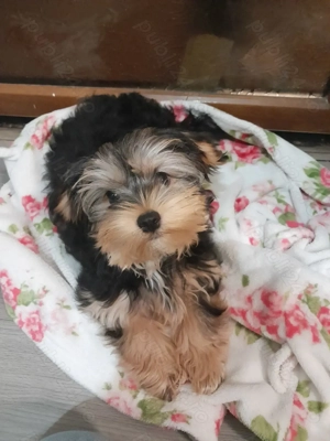 Yorkie baietel - imagine 4