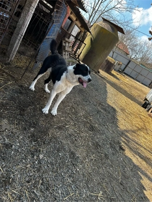 femela asia centrala - imagine 2