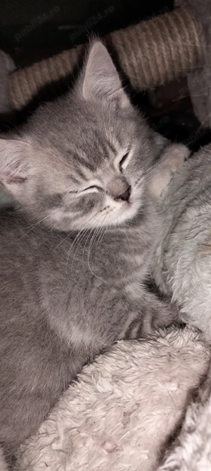 Puiuți British Shorthair Blue  - imagine 4