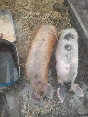 Vand două scrofite  - imagine 3