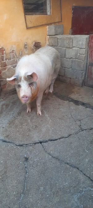 Porci de vanzare - imagine 3