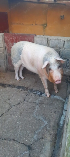Porci de vanzare - imagine 4
