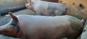 Porci de vanzare - imagine 2