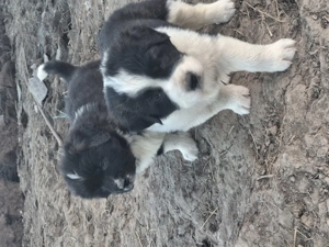 Căței ciobanesc corb 