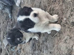 Căței ciobanesc corb  - imagine 2