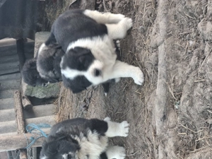 Căței ciobanesc corb  - imagine 4