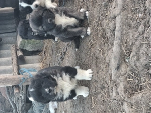 Căței ciobanesc corb  - imagine 5