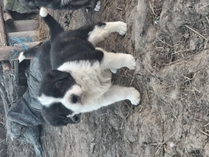 Căței ciobanesc corb  - imagine 3