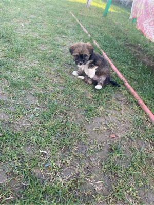 căței bison - imagine 3