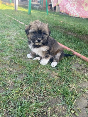 căței bison - imagine 2